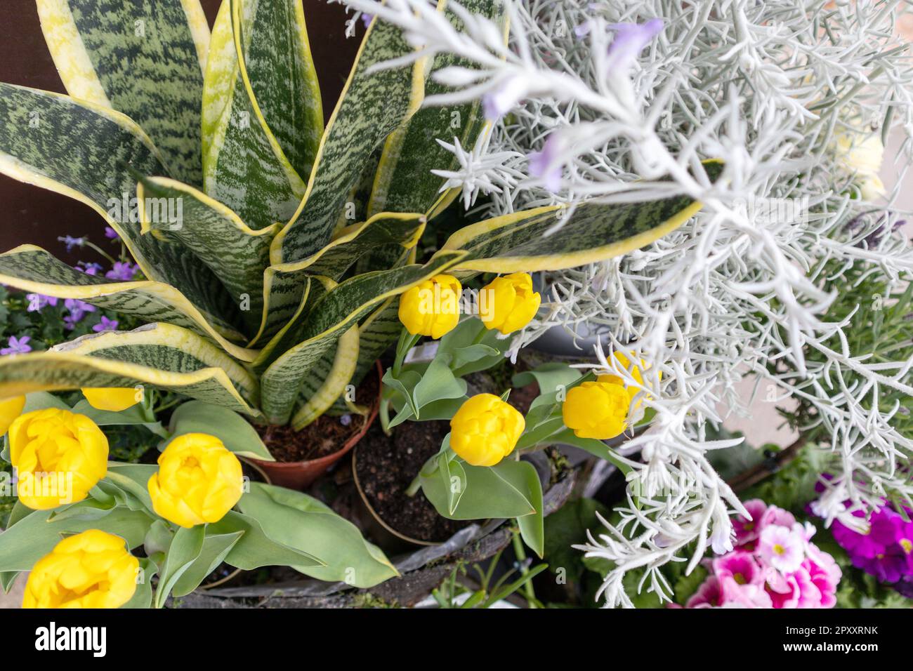 A planter with a plant in it and a white plant in the background. Stock Photo