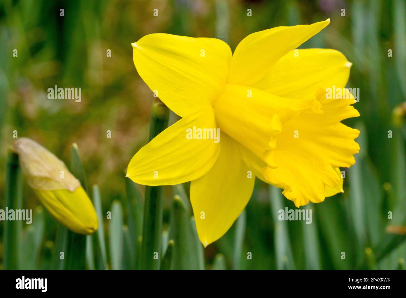 They are commonly planted for their flower display in spring hires