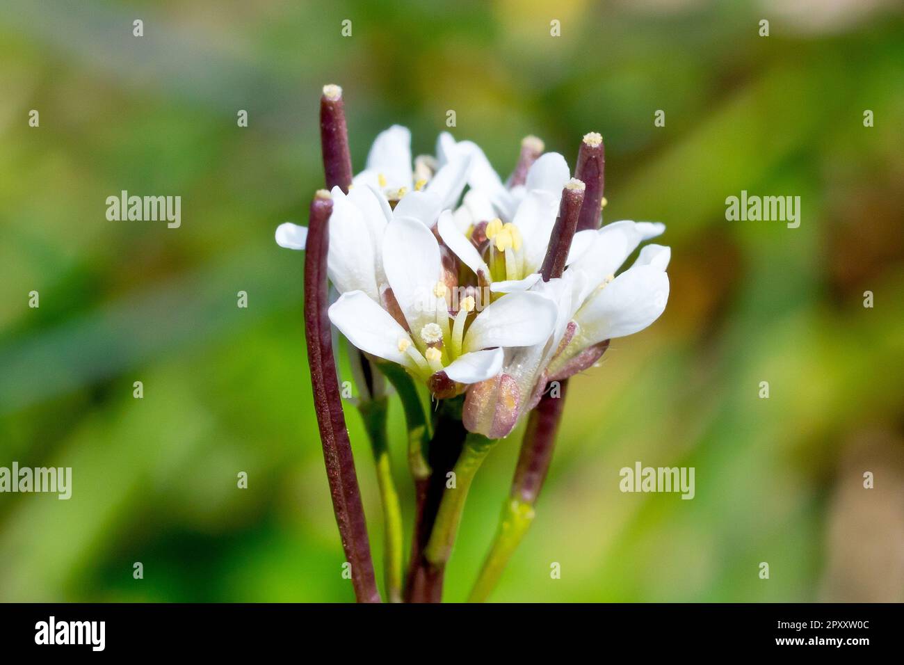 Hairy Bittercress (cardamine hirsuta), close up of the small white flowers and seedpods of the common grassland plant. Stock Photo