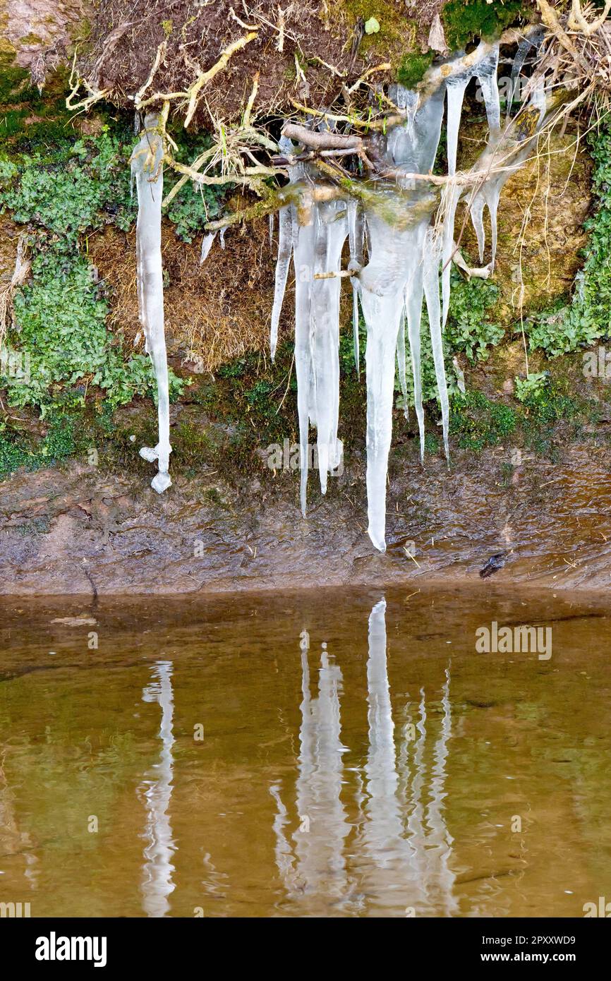 Close up of icicles hanging from the roots of plants growing on a steep riverside embankment and reflected in the water below. Stock Photo