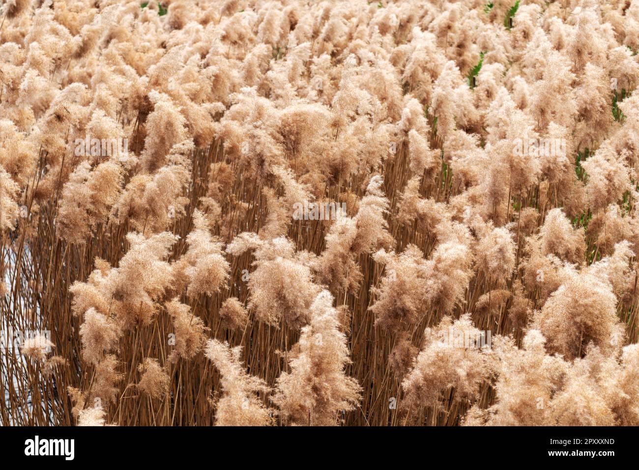 Golden tall grass field in hi-res stock photography and images - Alamy