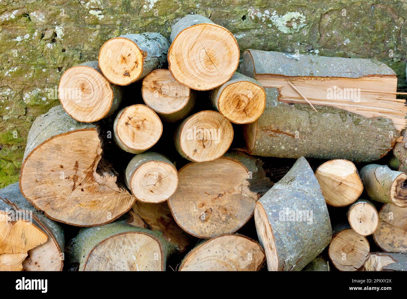 Close up of a pile of freshly sawn logs stacked against a wall, the result of clearing a fallen tree. Stock Photo