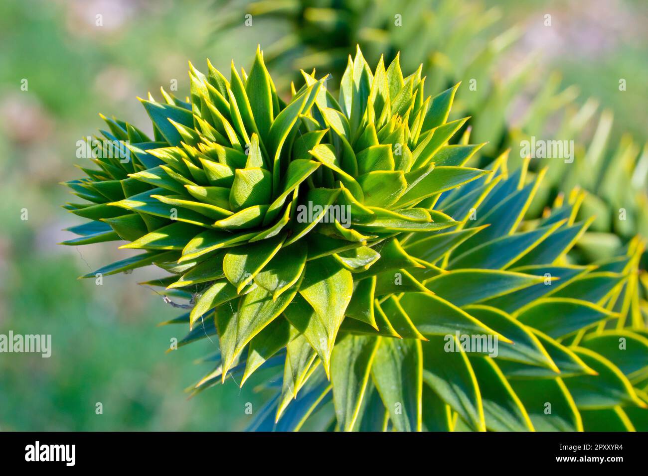 Monkey Puzzle or Chilean Pine (araucaria araucana), close up showing the end of a branch and the sharp spiky triangular leaves that cover it. Stock Photo