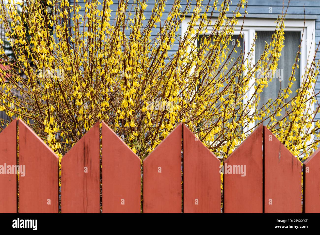 A fence with a yellow flower bush and a building wall with a window behind it. Stock Photo