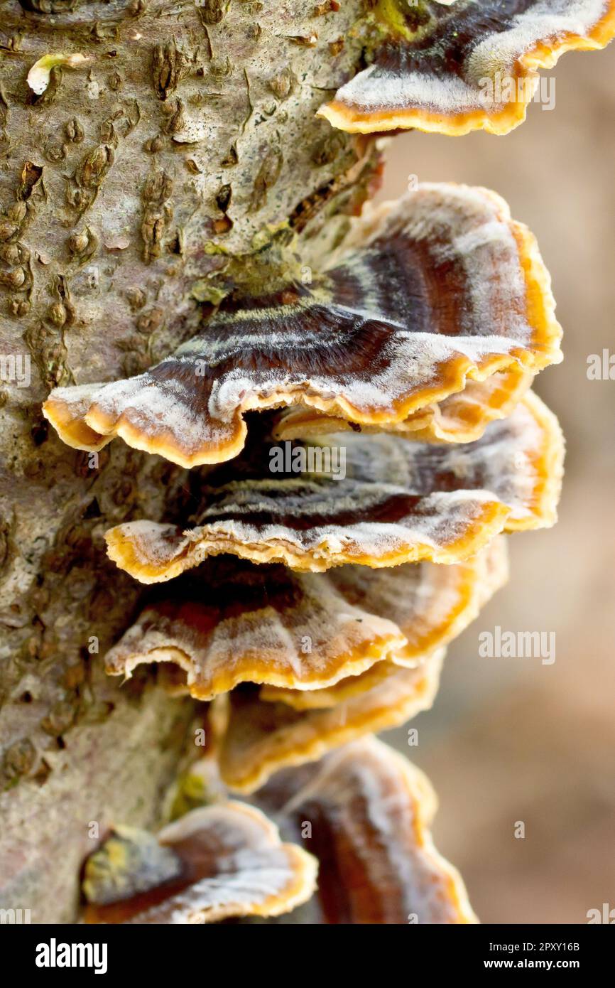 Turkeytail Fungus (trametes versicolor), close up of several fruiting bodies of the fungus growing from the side of a tree stump. Stock Photo