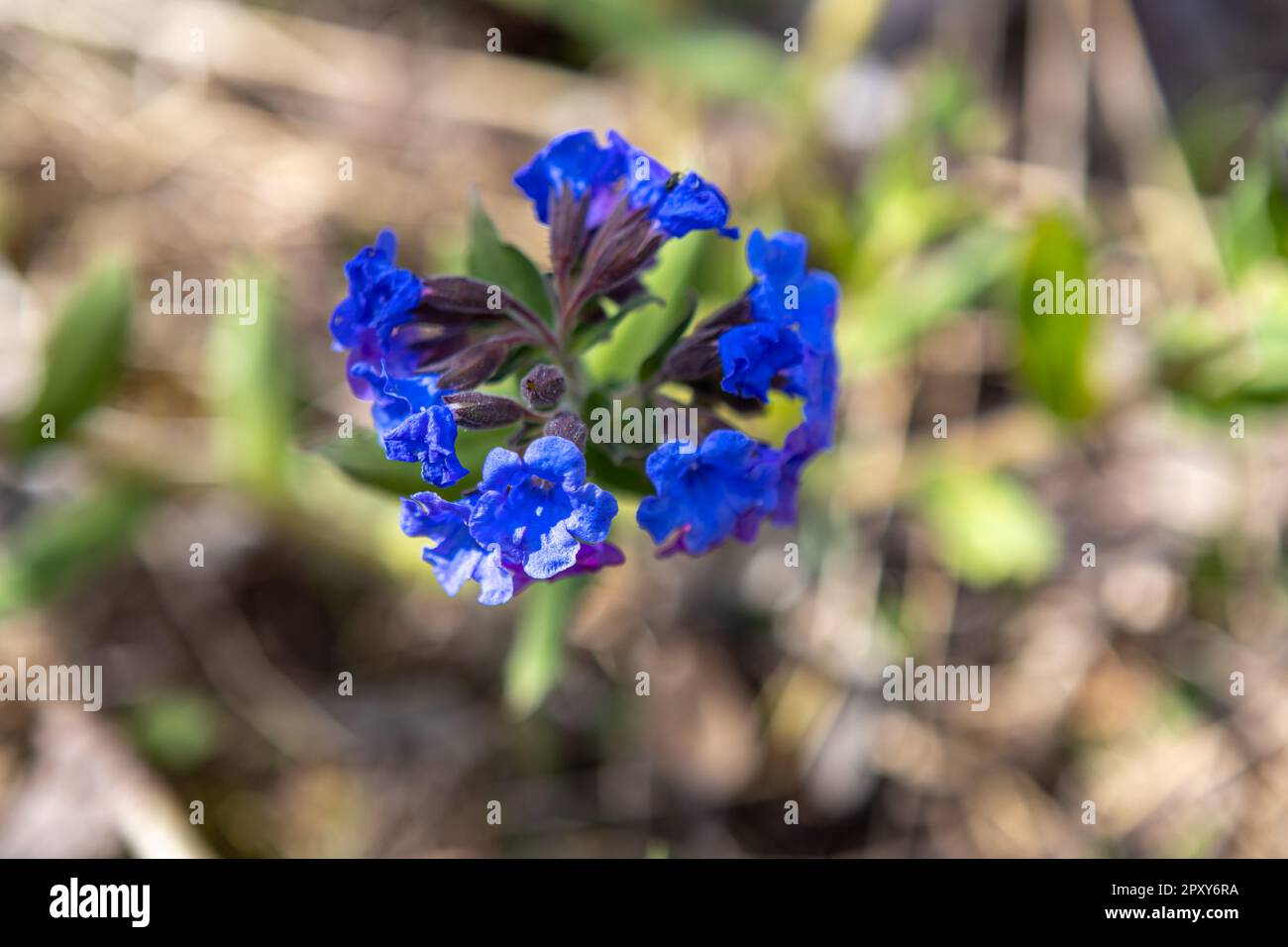 Medunitsa (Pulmonaria officinalis) is a medicinal plant in the Boraginaceae family. The plant is used in alternative medicine. Beautiful blue flowers. Stock Photo