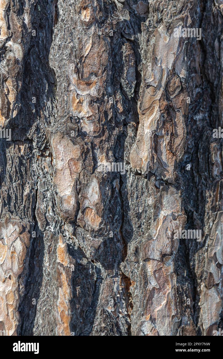 pine bark texture, old pine bark, texture for design Stock Photo