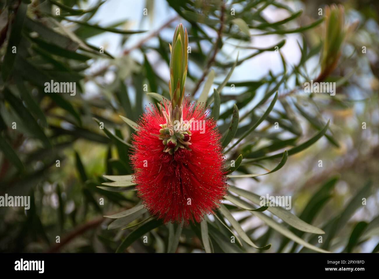 Callistemon are exotic-looking shrubs featuring a long display of unusual bottlebrush flowers and elegant, arching branches Stock Photo