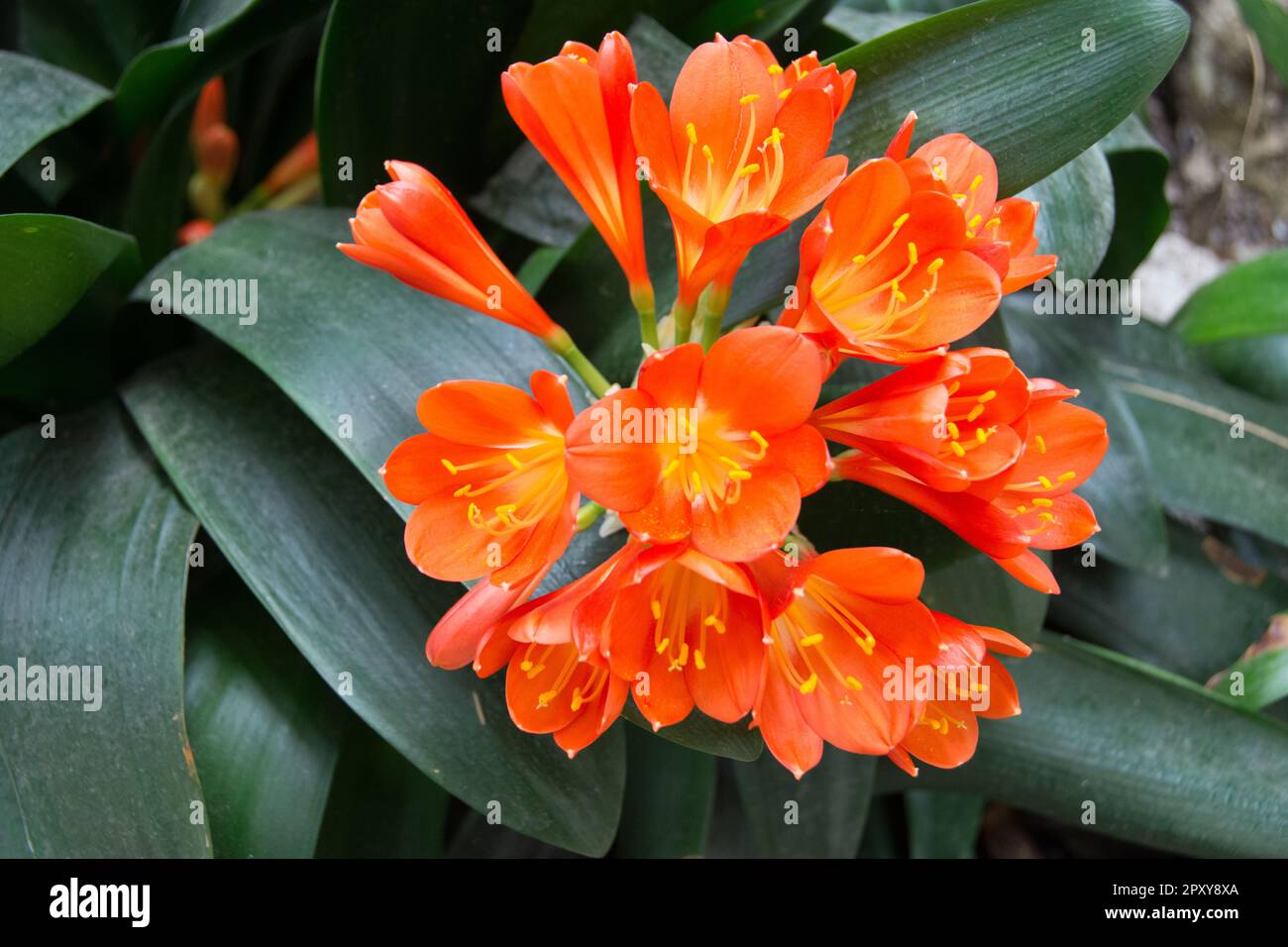 Clivia is a genus of monocot flowering plants native to southern Africa