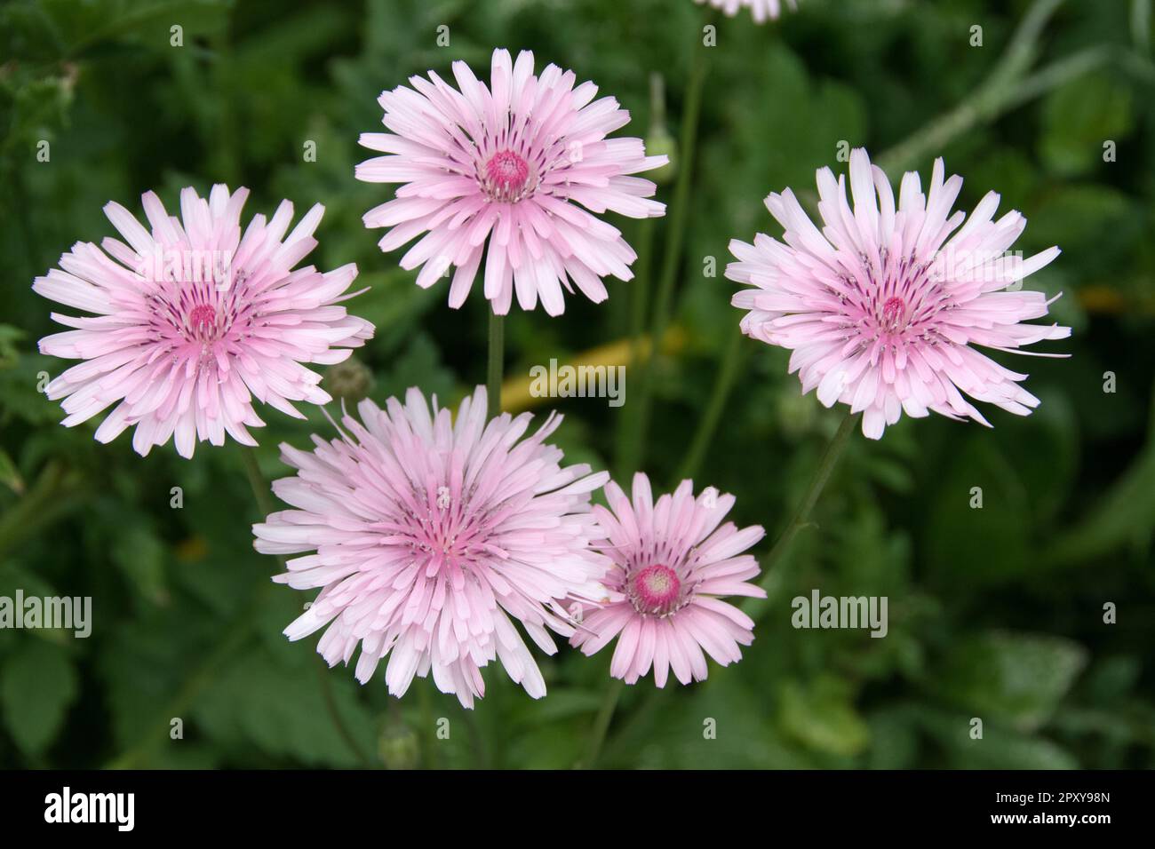 An herbaceous perennial to 30cm tall, forming a rosette of greyish-green, jagged leaves and open sprays of light pink 'dandelions' 3cm wide Stock Photo