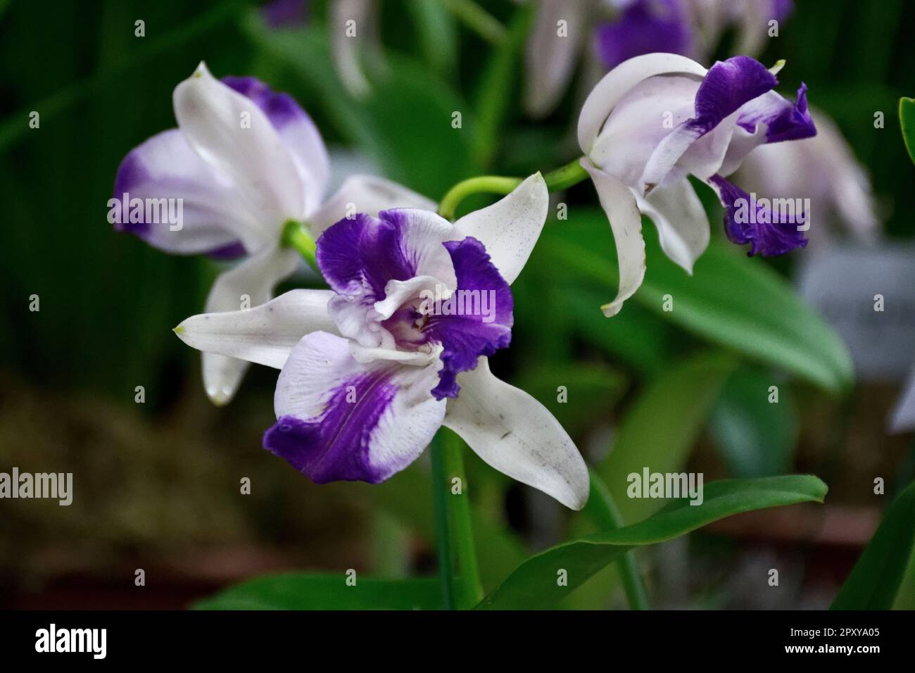 Bright white orchid with vibrant violet petals and green leaves bloomed in summer and autumn Stock Photo