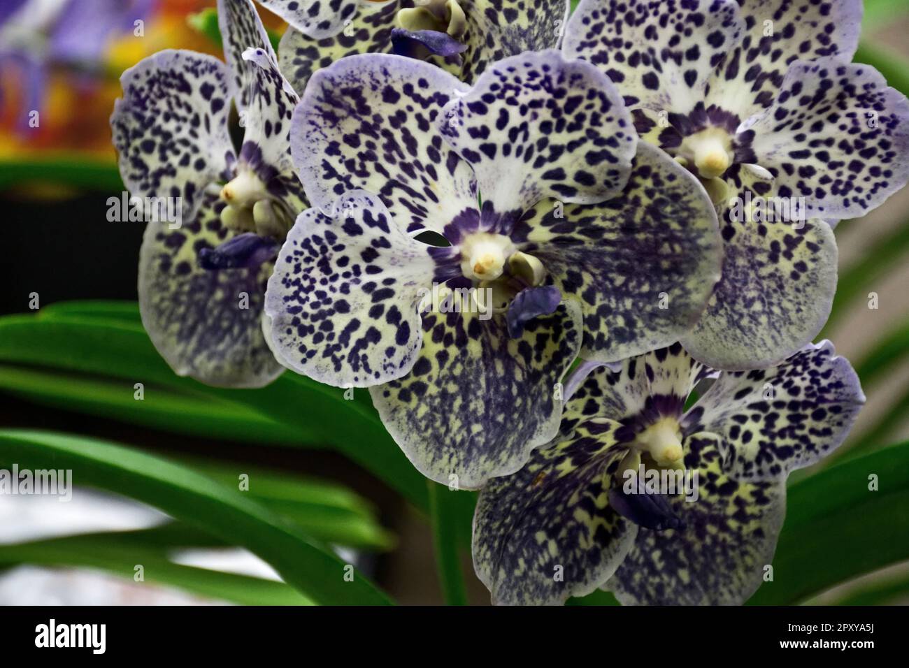 Exotic multicolored dark orchid vanda with violet petals bloomed in summer and autumn Stock Photo