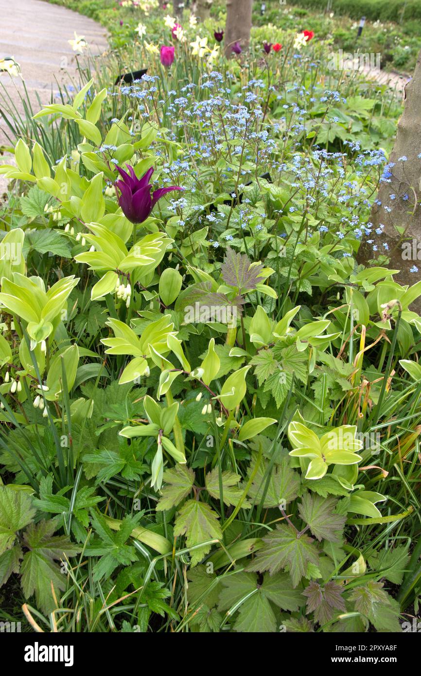 Group of Spring flowers n a border in the UK Stock Photo - Alamy