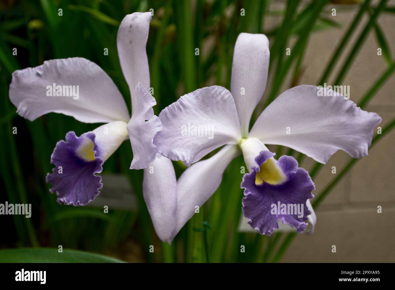 Exotic and romantic white orchid with violet blue petals and green leaves bloomed in Summer and Autumn Stock Photo