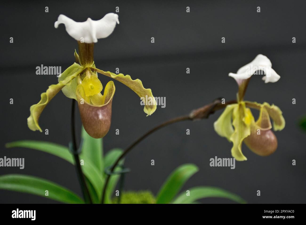 Vibrant yellow slipper orchid with white petal bloomed in autumn Stock Photo