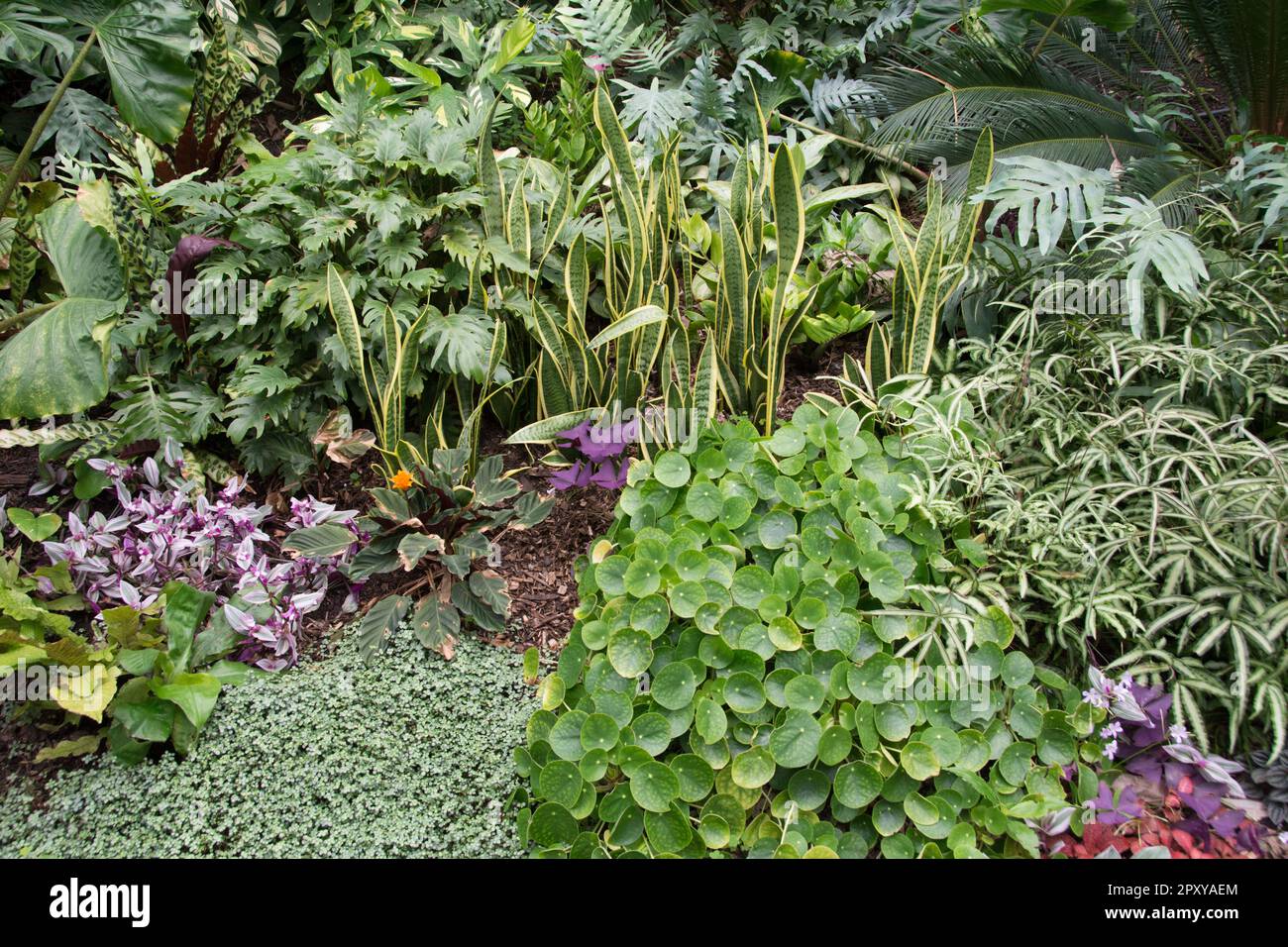 Grouped together tropical plants in a border Stock Photo Alamy