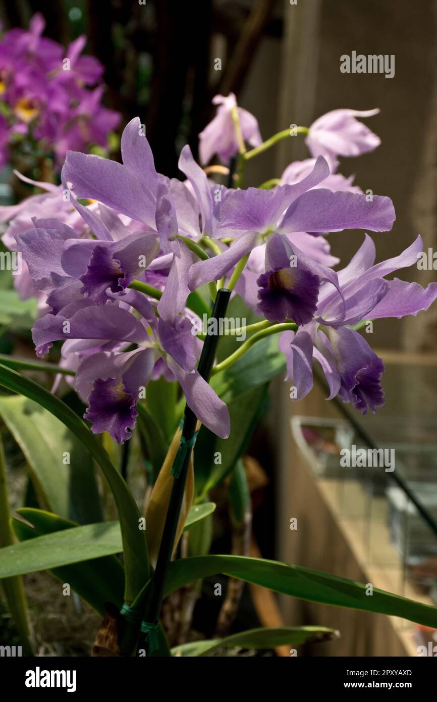 Beautiful bright purple orchid flowers with green leaves bloomed in Summer and Autumn Stock Photo
