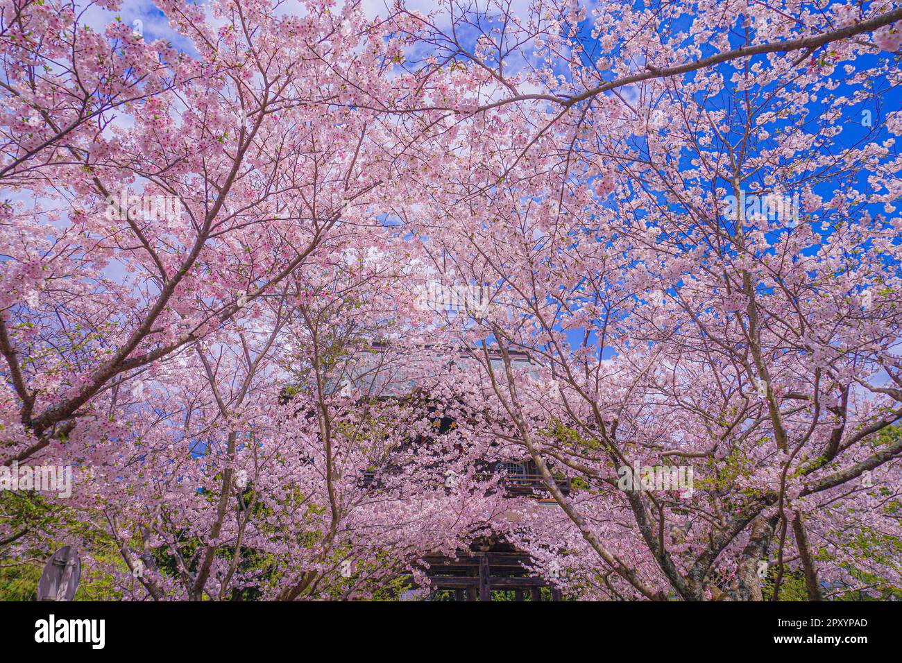 Cherry blossoms in the full bloom of the Junkong temple. Shooting
