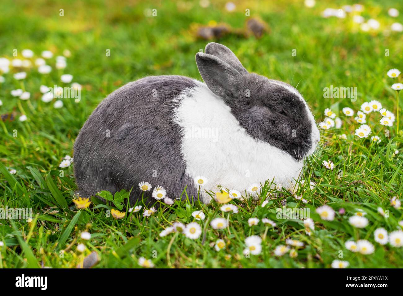 Sleeping rabbit hi-res stock photography and images - Alamy