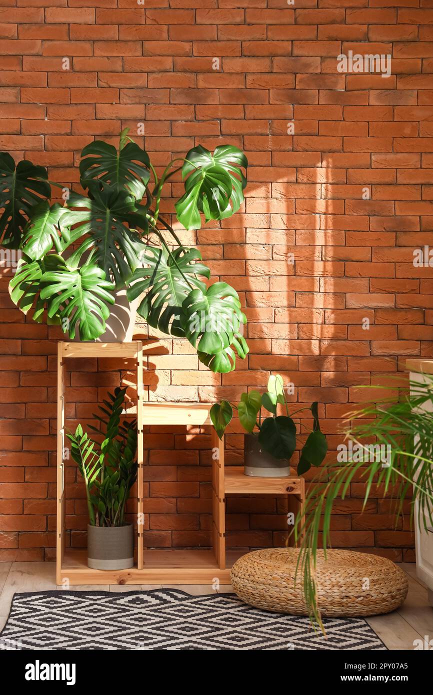 Interior of bathroom with shelf and Monstera houseplant Stock Photo - Alamy