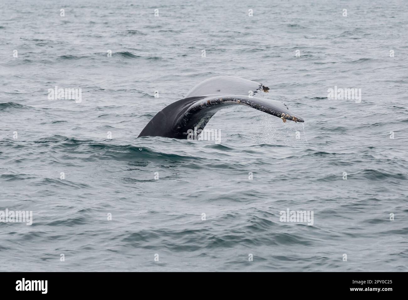 whale tail in ecuador Stock Photo