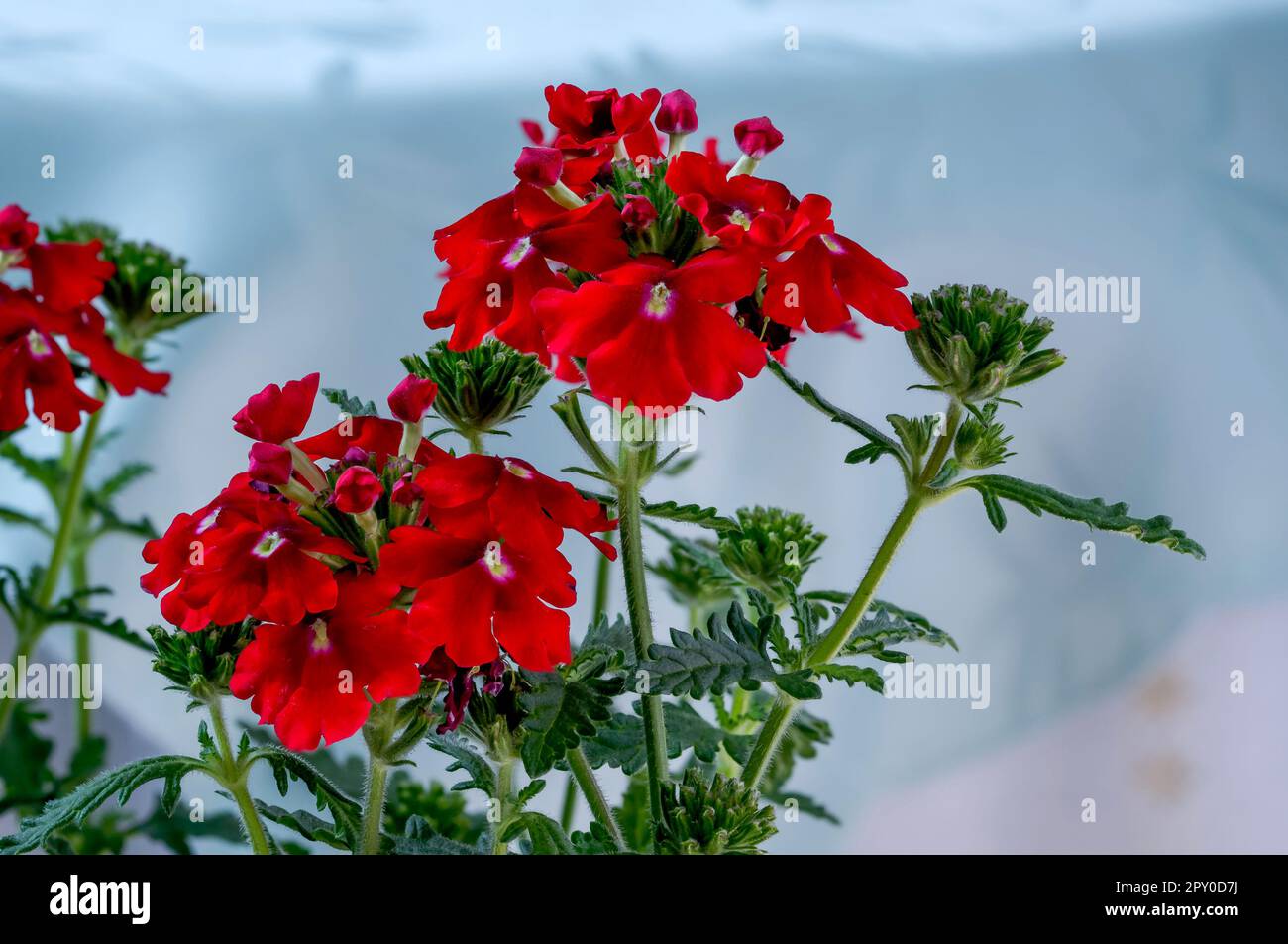 Garden verbena (Verbena hybrida), red flowers of a popular ornamental plant, delicate elegant romantic background, flowers in full bloom close-up Stock Photo