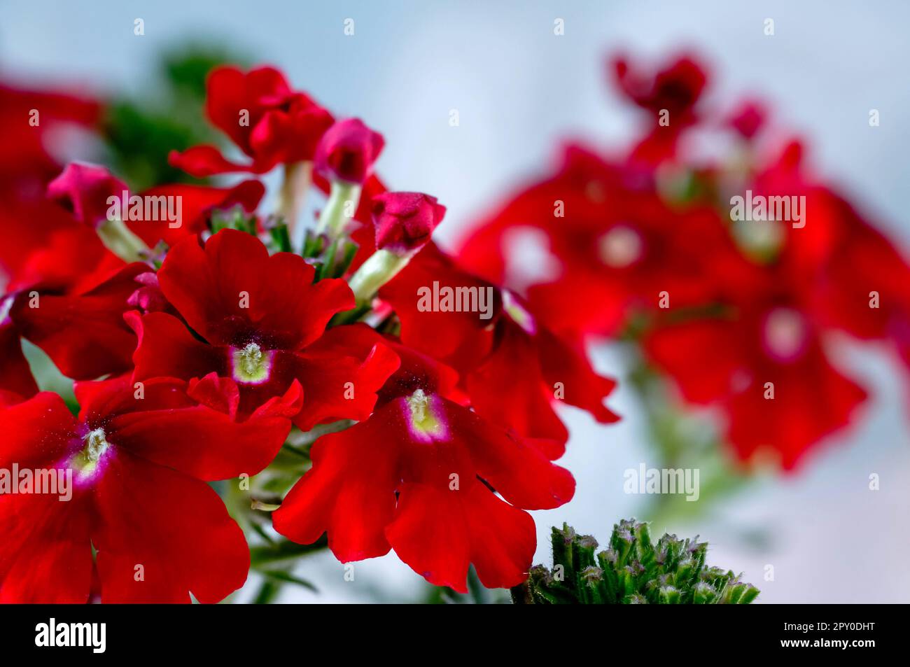 Garden verbena (Verbena hybrida), red flowers of a popular ornamental plant, delicate elegant romantic background, flowers in full bloom close-up Stock Photo
