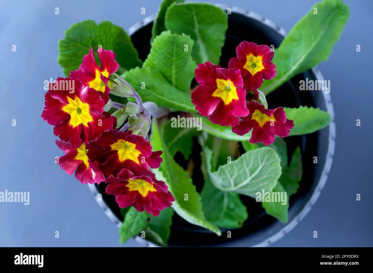 Primula elatior,Primrose,red-yellow flower petals,in full bloom against a light background close up,top view Stock Photo