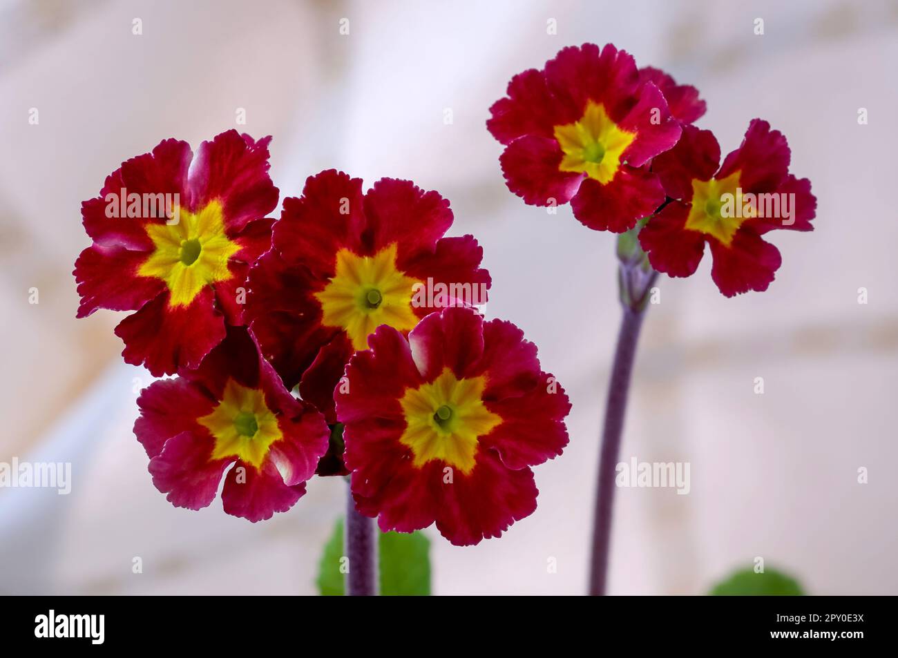 Primula elatior, Primula Primrose, red and yellow flower petals, in full bloom against a light background in close-up Stock Photo