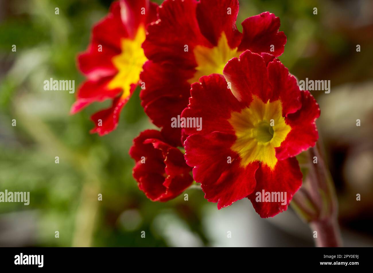 Primula elatior, Primula Primrose, red and yellow flower petals, in full bloom against a light background in close-up Stock Photo