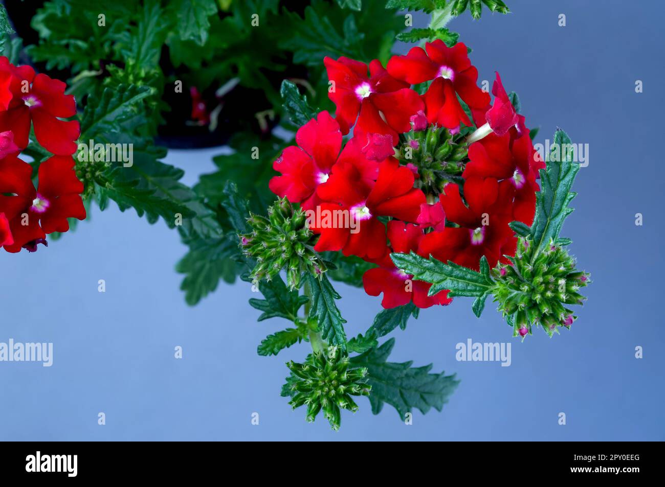 Garden verbena, red flowers of a popular ornamental plant, delicate elegant romantic background, flowers in full bloom close up against blue backgroun Stock Photo