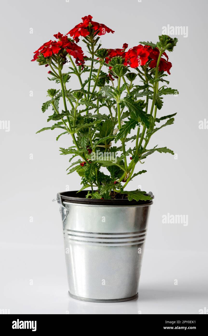 Garden verbena (Verbena hybrida), red flowers of a popular ornamental plant, a flowering bush in a metal bucket close-up on a light background Stock Photo