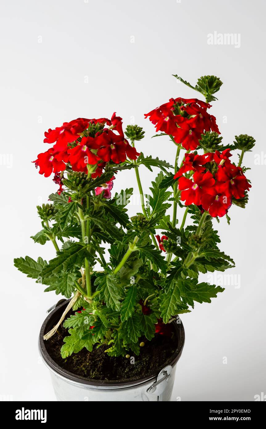 Garden verbena (Verbena hybrida), red flowers of a popular ornamental plant, flowers in full bloom close-up on a light background Stock Photo
