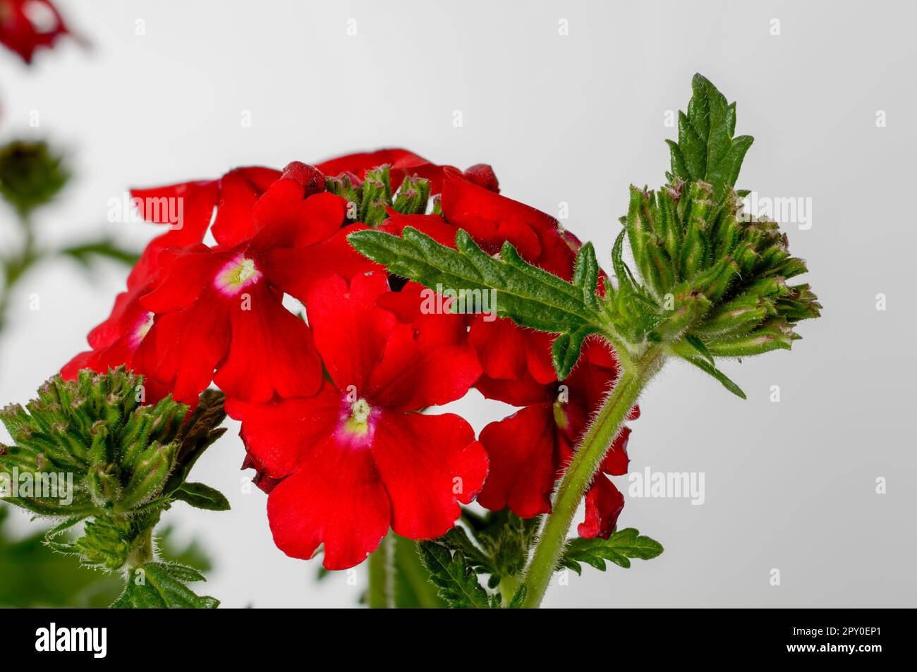 Garden verbena (Verbena hybrida), red flowers of a popular ornamental plant, flowers in full bloom close-up on a light background Stock Photo