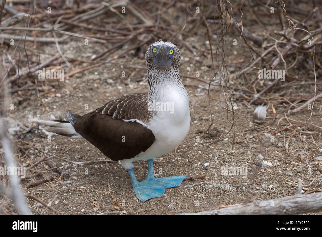 blue footed booby in galapagos, ecuador Stock Photo