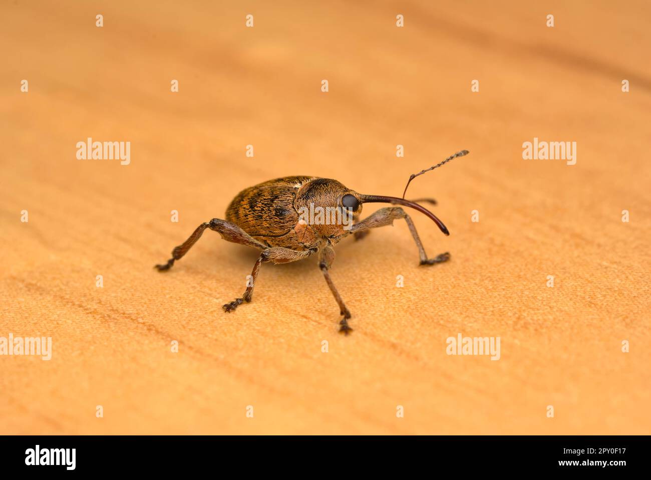 Single Weevil (Curculio glandium) on wooden ground, insect photography macro, nature, biodiversity Stock Photo