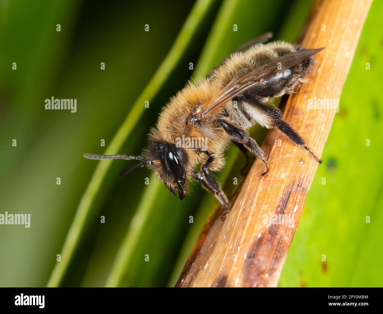 Spring flying adult female of the UK native buffish mining bee, Andrena nigroaenea, a garden visitor Stock Photo