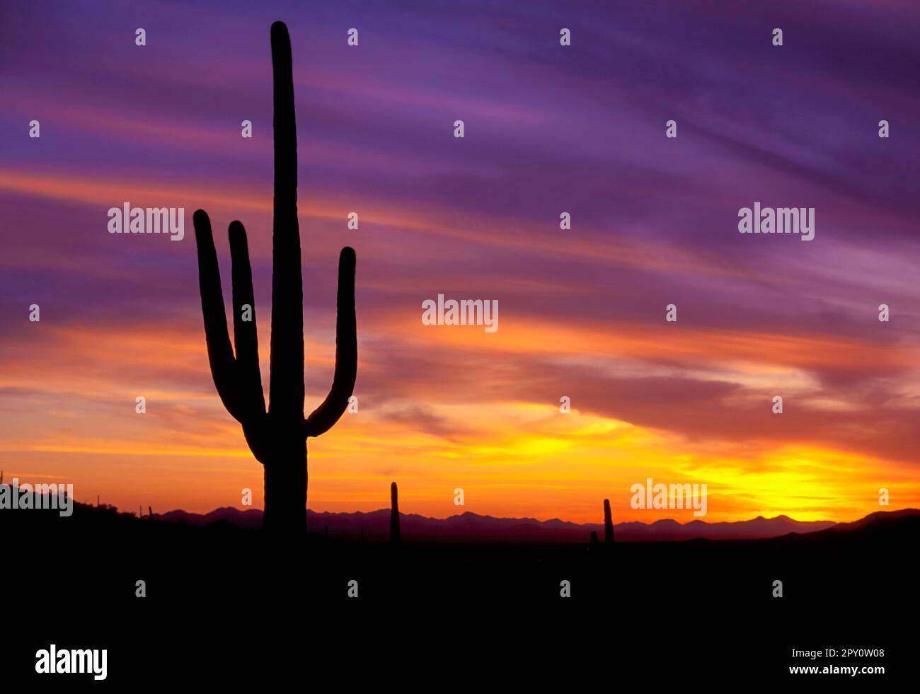 USA, Arizona, Tucson,Saguaro National Park, sunset Stock Photo