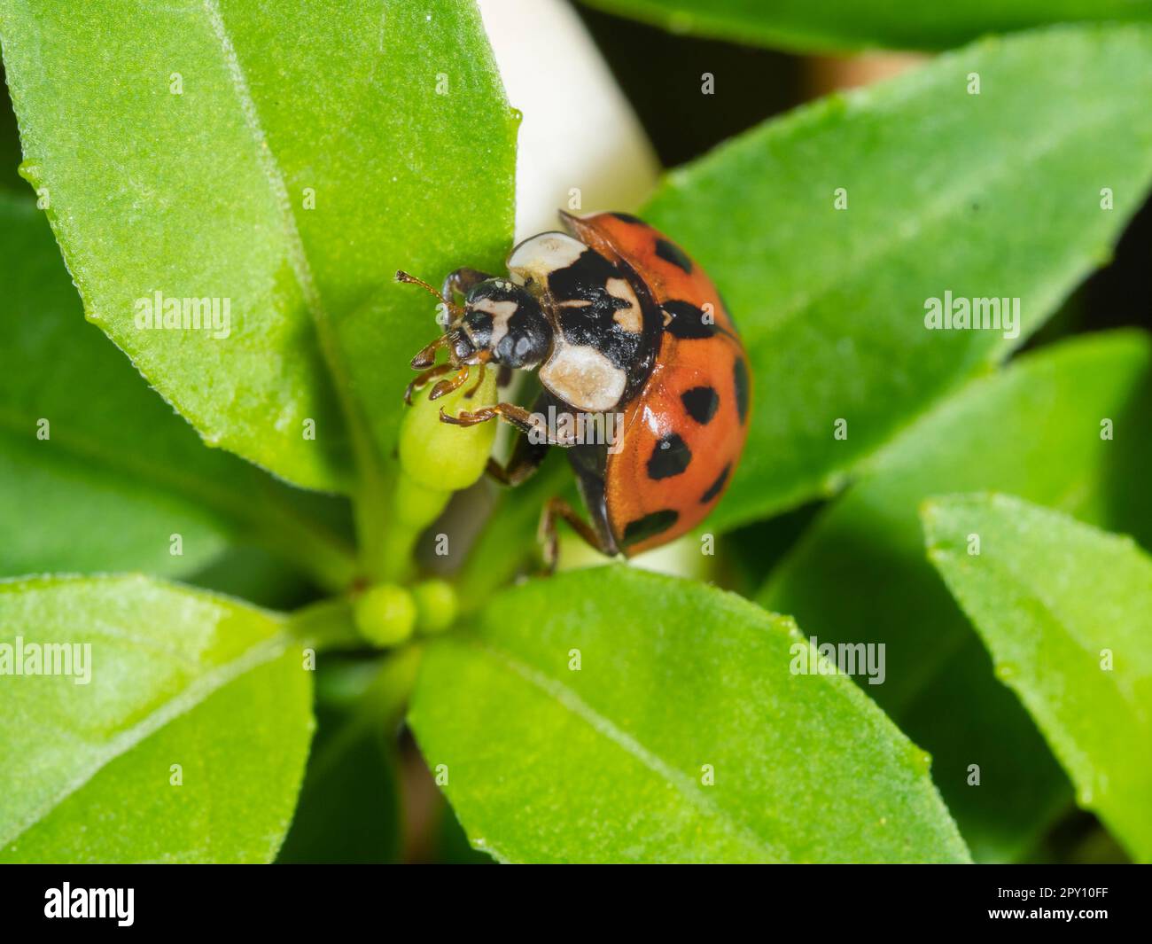 Adult, multi spotted black on red wing cases of the invasive in the UK harlequin ladybird, Harmonia axyridis var succinea Stock Photo