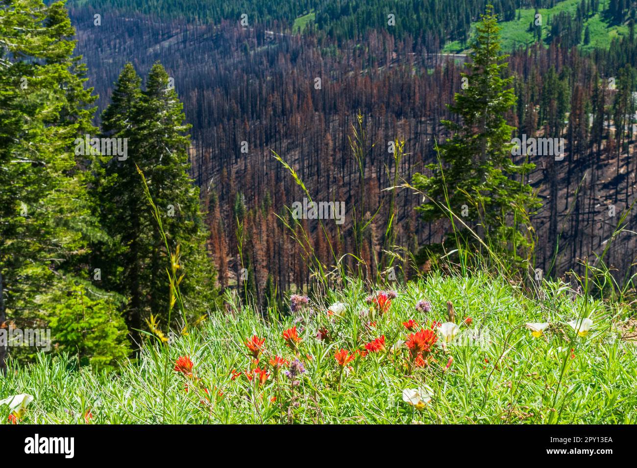 Beautiful orange flowers bloom in front of black forest burned in wildfire, Lassen Volcanic National Park, California Stock Photo