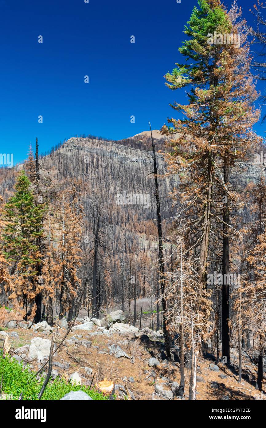 Wildfire left large swaths of burned forest in Lassen Volcanic National Park, California Stock Photo
