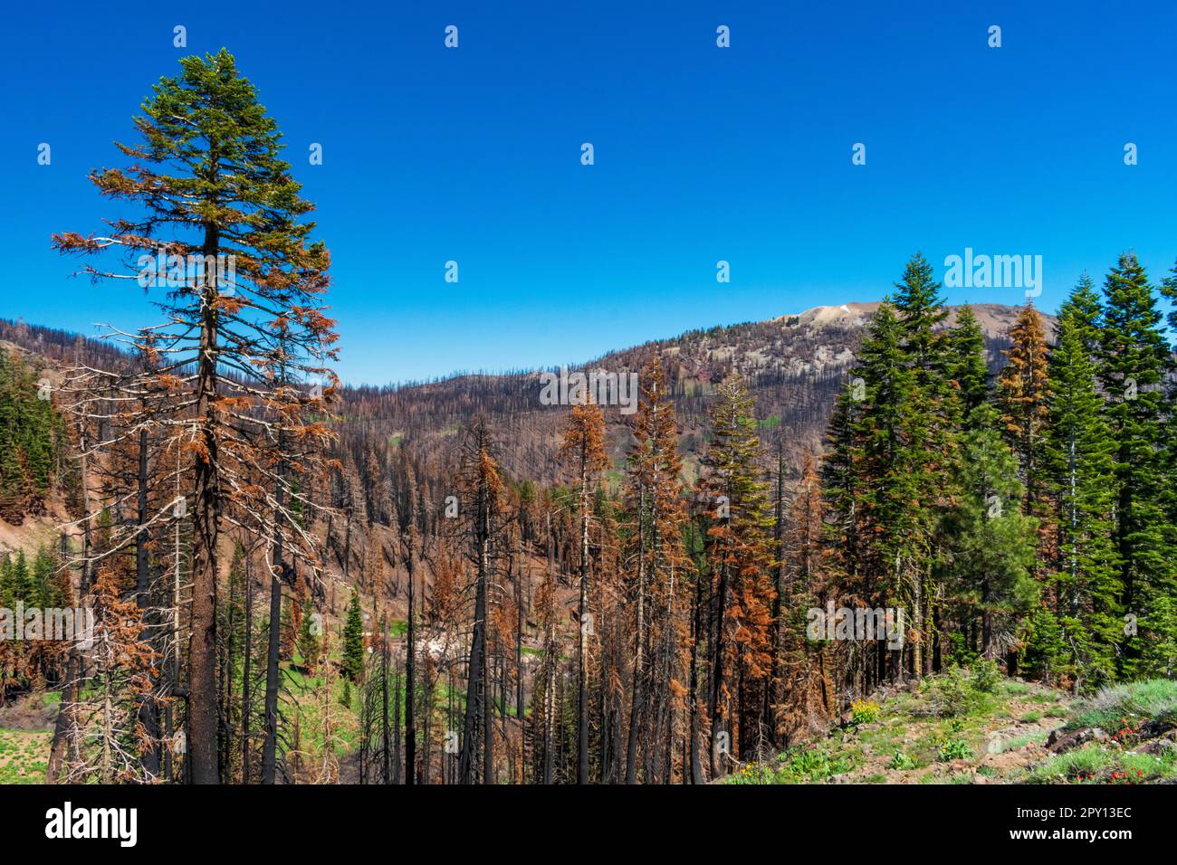 Wildfire left large swaths of burned forest in Lassen Volcanic National Park, California Stock Photo