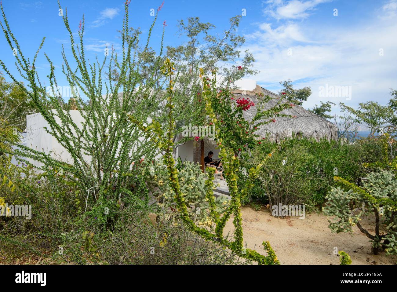 Mexico, Baja California, El Sargento, Mar de Cortez, Gulf of California, Isla Cerralvo, Rancho Sur, Stock Photo