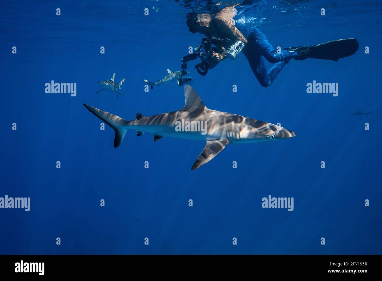 juvenile gray reef sharks, Carcharhinus amblyrhynchos, and underwater photographer, Mahaiula, North Kona, Hawaii (the Big Island),  United States Stock Photo