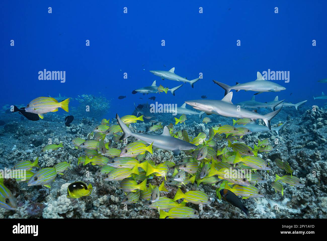 juvenile gray reef sharks, Carcharhinus amblyrhynchos, on lava rock and coral reef with bluestripe snappers or taape, and black durgons, Kona, Hawaii Stock Photo