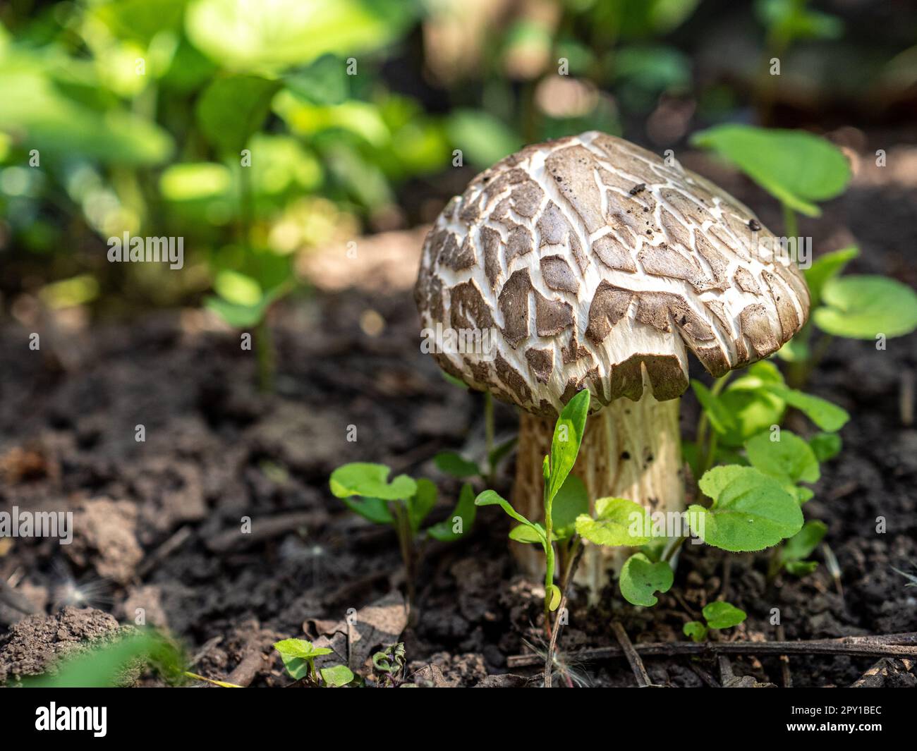 single mushroom in the woods Stock Photo