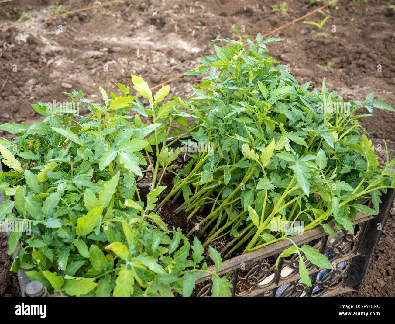 young tomato seedlings ready to plant Stock Photo