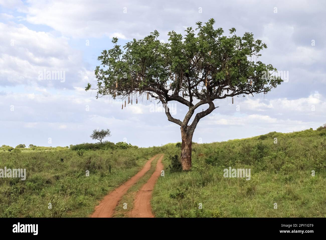 A beautiful sausage tree Kigelia africana in the savannah of Kenya in