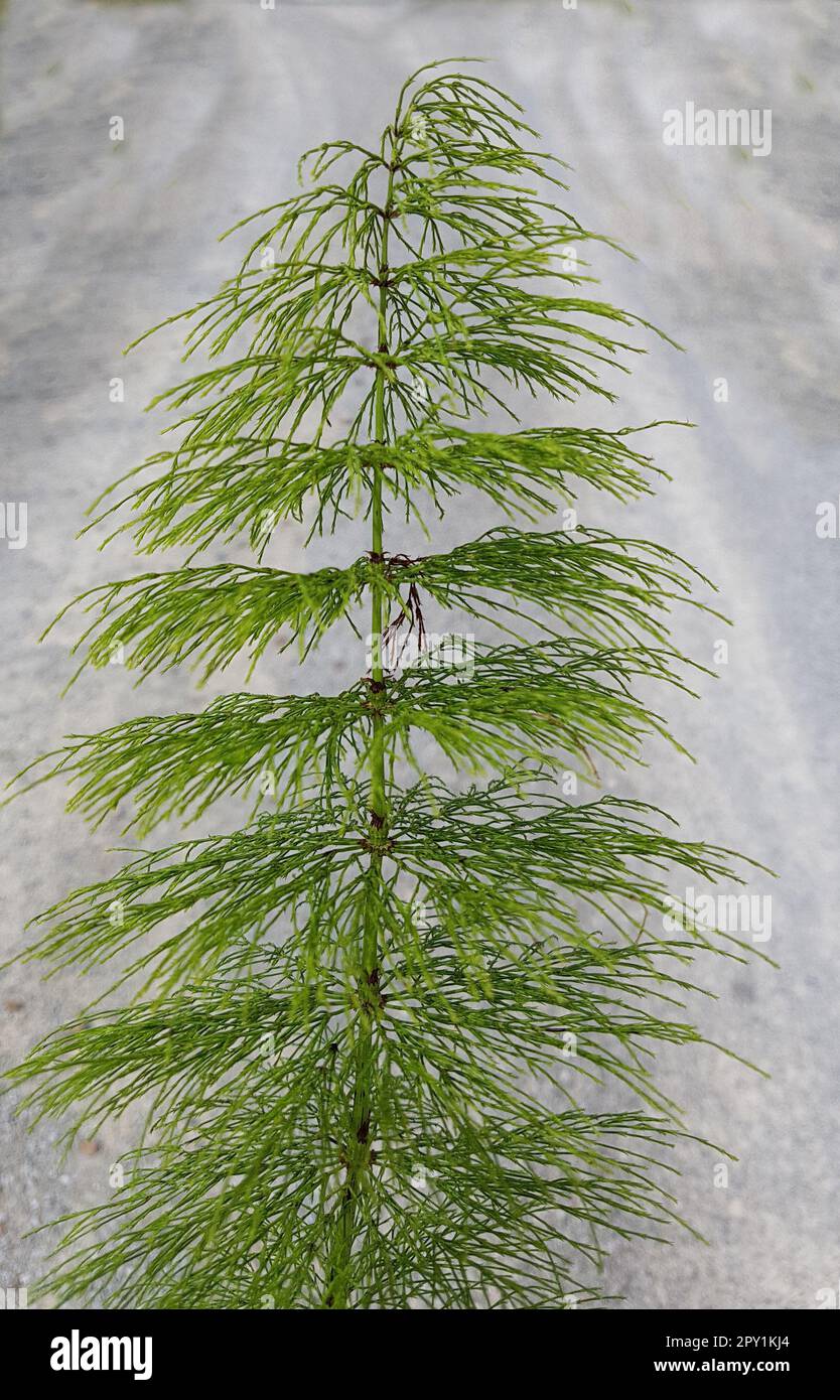 Riesen-Schachtelhalm, Equisetum telmateia. Der sehr dekorative und beeindruckende Riesen - Schachtelhalm eignet sich besonders gut fuer feuchte Stando Stock Photo