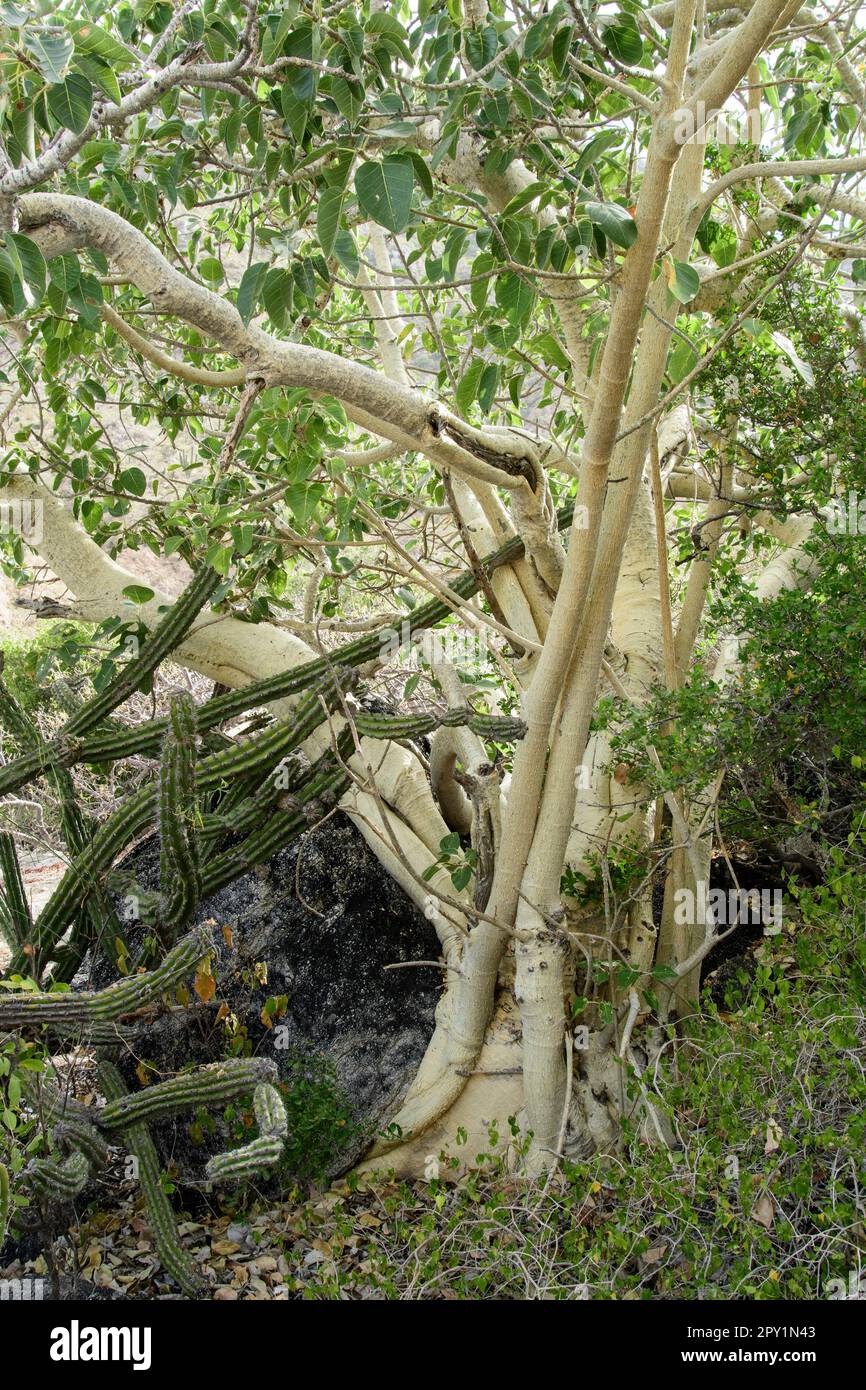 Mexico, Baja California, El Sargento,Rock Fig Amate Amarillo, Ficus